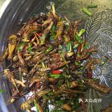 我在柬埔寨吃的各种虫子