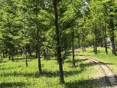 -黄海国家森林公园