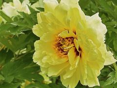 -洛阳郁金香牡丹园