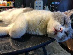 -more than meow吴止猫主题餐厅(承德 中船汇店)