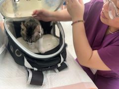 -纳吉亚猫专科动物医院·北北分院