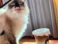 -楼上猫咖(罗湖店)