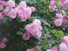 -颐和路民国时期公馆-风貌区