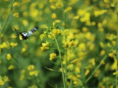 -光明小镇欢乐田园