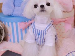 -萌宠之家·腊肠犬·马尔泰·小体犬舍