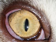 -爱侣宠医·鹦鹉专科·小型哺乳类·异宠专科(灵石路店)