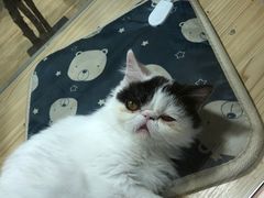 -屋虎猫馆(宝安大仟里店)