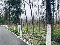 -合肥滨湖国家森林公园