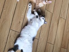 -Cappucimeow猫咪咖啡馆(韦伯时代店)