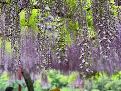 -嘉定紫藤园