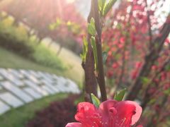 -上海市龙华烈士陵园