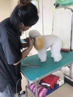 -优缇多格专业宠物美容师培训学校