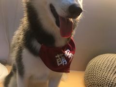 -Husky Go! 哈士奇体验馆·宠物咖啡厅狗咖