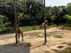 -深圳野生动物园