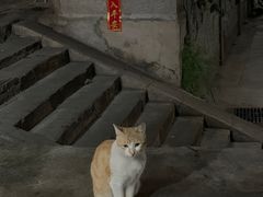-司马街鸡煲(西华路店)