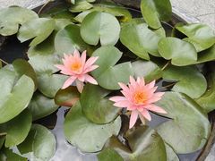 -深圳仙湖植物园