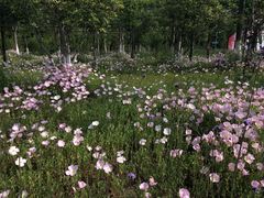 -上海长兴岛郊野公园