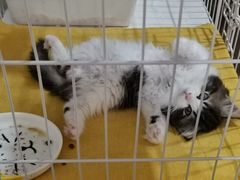 -柴迷FANS CLUB·柴犬狗咖·猫咖