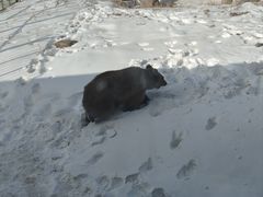 -新疆天山野生动物园