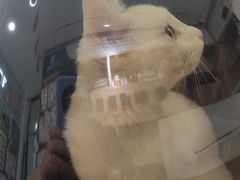 -瑞派长江宠物医院·猫科·外科·24小时夜护(谊城公寓分院)