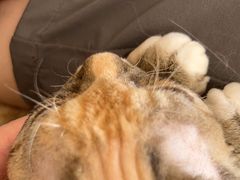 -猫力发电所·宠物专门店