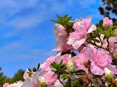 -上海滨江森林公园