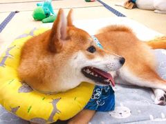 -逗柴咖啡屋·狗咖猫咖宠物桌游