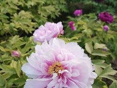 -莲花池公园