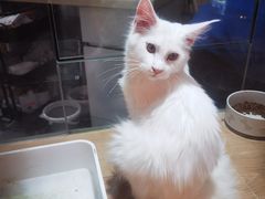 -唐小姐の猫狗洗护·购宠旗舰店(周浦万达店)