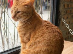 -豆逗聊愈猫阁Easy Life