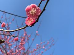 -新建村梅花