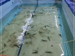 -小象钓虾·营地烧烤(洛溪店)