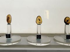 -正佳自然科学博物馆