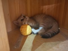 -Heymao猫咖.咖啡厅(东门店)