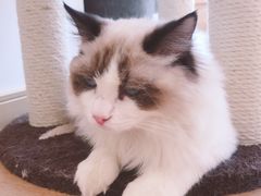 -猫腻·猫咖·撸猫馆(星光大道店)