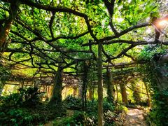 -广西壮族自治区药用植物园