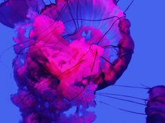 -瑞普利水族馆
