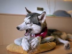 -Husky Go! 哈士奇体验馆·宠物咖啡厅狗咖