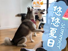 -Husky Go! 哈士奇体验馆·宠物咖啡厅狗咖