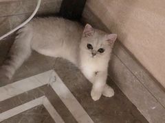 -猫大福·Fortune Cat猫舍(百子湾店)