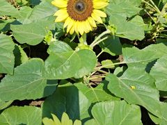 -玄武湖景区-情侣园游乐场