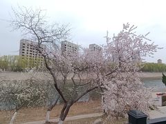 -桃花堤公园