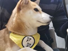 -逗柴咖啡屋·狗咖猫咖宠物桌游