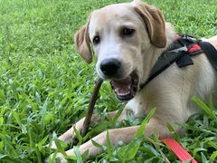 -东莞宠友24H宠物中心医院·转诊夜诊·异宠(新河北路院)