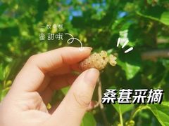 -御林古桑园