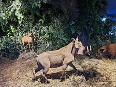 -大连自然博物馆