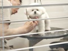 -帕帕拉兹宠物(亚洲旗舰店)