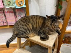 -猫的天空之城概念书店(杭州南宋御街店)