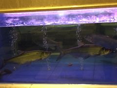 -阿英煲(凉城路店)