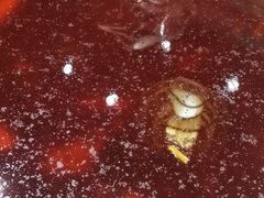 -肖肖酸萝卜鱼火锅(总店)